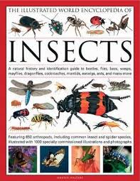 The Illustrated World Encyclopaedia Of Insects Martin