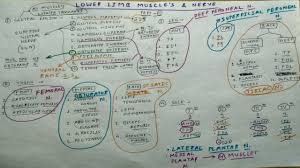 All Lower Limb Muscles Nerve Supply Chart Part 2 2