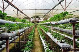 The visitors can take a stroll through the orchards, pluck strawberries at a cost and capture. Strawberry Garden In Genting Highland Pahang Stock Photo Picture And Royalty Free Image Image 23723508