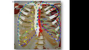 Surface Anatomy Of The Pleura And Thoracocentesis Youtube
