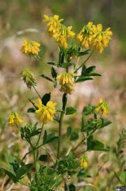 Image result for Trigonella laciniata