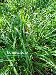 Image result for Cymbopogon nardus