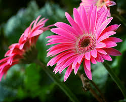 Craftsy Com Express Your Creativity Gerbera Daisy Care Gerbera Daisy Daisy Petals