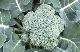 Delicious and nutritious, with a satisfying texture, this is a standby in a variety of cuisines. How To Grow Broccoli In Central Texas My Garden My Refuge