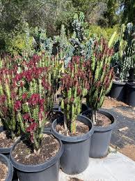 Image result for Euphorbia tholicola
