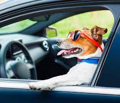 Transporting your pet around ontario and the gta is easy with paws en route. J M Pet Transport Services