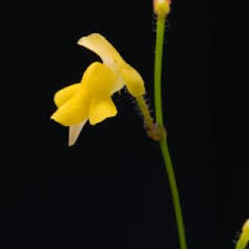 Image result for Genlisea margaretae