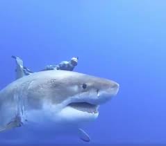 Jaw Dropping Largest Great White Shark Ever Recorded In The History Of The World Swimming Off Coast Of Oahu Beachgrit Largest Great White Shark Great White Shark Shark
