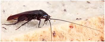 Need to know how much pest control is going to cost, or if hiring an exterminator fits into your budget? 1 Cockroach Exterminator Phoenix Watts Pest Prevention