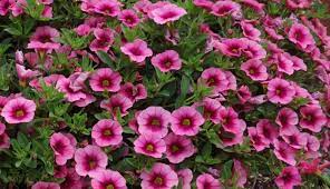We offer a fantastic selection, a quick and easy way to order, and free delivery for every order. Enchanting Calibrachoas Greenhouse Product News