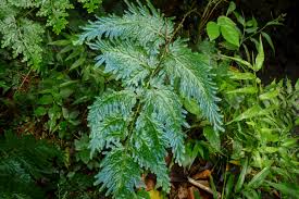 Image result for Selaginella kivuensis