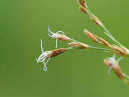 Image result for Fimbristylis complanata