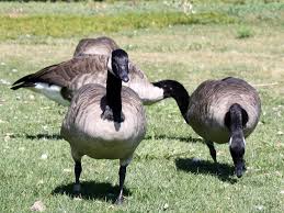 Here, smart solutions with 3 humane steps. Canada Geese Removal In Richmond Virginia And Surrounds