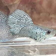 Pin On Guppy