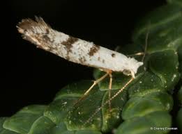Image result for argyresthia thuiella thuja symptoms