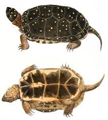 The male attaches itself to the top of the female during mating. Spotted Turtle Wikipedia