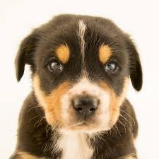 Knocking on doors, knocking down barriers. Dog Facts And Photos