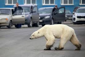 Breve Un Ours Polaire Affame Perdu A Des Centaines De Kilometres De La Banquise