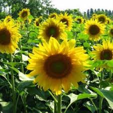 Bunga tumbuhan ini sangat khas: Jual Tanaman Bunga Matahari Murah Harga Terbaru 2021