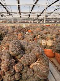 Image result for Euphorbia plenispina