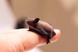 Bumblebee bats are the smallest mammals in the world. 30 Adorable Facts About The Bumblebee Bat You Should Know Facts Net
