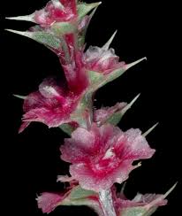 Image result for Salsola