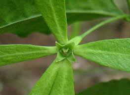 Image result for Osyridicarpos schimperianus