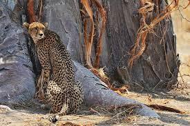 Cheetah Biggest Cats In The World Big Cats Cats Cheetahs