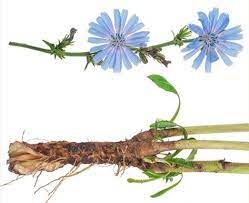 Chicory Sources Health Benefits Nutrients Uses And Constituents At Naturalpedia Com Herb Tinctures Nutrient Chicory