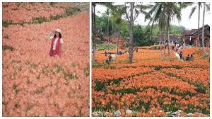 Tempat wisata di jogja hits 2020 saat ini banyak sekali wisata jogja mulai dari wisata pantai, alam, edukasi, budaya dan masih banyak lagi wisata lainnya yang ada di yogyakarta. 6 Tempat Wisata Hits Ini Seru Untuk Dikunjungi Seusai Rayakan Tahun Baru 2020 Di Jogja Tribunnews Com Mobile