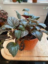 Learn how to plant, grow and care for begonia tubers! Begonias The Midwestern Jungle