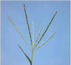 Image result for Digitaria compressa