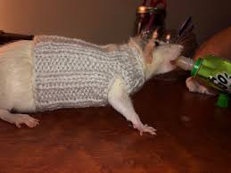 We did not find results for: Knitted My First Rat Sweater Turnip Will Tolerate It If Bribed With Applesauce Lol Rats