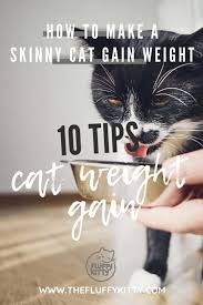 Updated on may 1st, 2020. 10 Tips For How To Make A Skinny Cat Gain Weight Fluffy Kitty