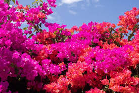 Take a photo, upload it, and instantly get a name and information about your plant. There S An App To Help Identify Plants Better Homes And Gardens