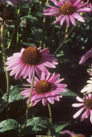 Flower buds begin to form in early july and, by later in the month, you'll be enthralled by the big, carmine red daisies that emerge. Echinacea Ruby Star Coneflower Sunnyside Gardens