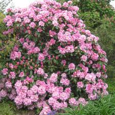 Image result for Rhododendron