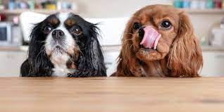 However, it isn't as cut and dried as that quick answer. Can Dogs Eat Beans Myrecipes