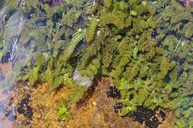 Image result for Hydrostachys bismarckii