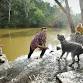 Dog Friendly Park Walk @ Yarra Bend event image