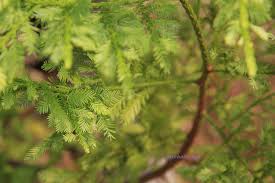 Kayunya dipakai untuk membuat pagar dan serbuk untuk obat gosok pada perut yang sakit. Photography Taman Saujana Hijau Precint 11 Putrajaya Ini Blog Dr Singa