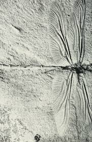 Black Book Winds Of Change Bug This Dragonfly Preserved In The Limestone Of Solnhofen Bavaria Lived Millions Of Years Ago Insects The Yearbook Of Agric Dragonfly Dragonfly Art Fossils