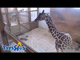 Animal adventure park's johari & oliver giraffe cam!* to engage chat on our channel, users must be subscribed to the channel *stay current on facebook:facebo. Live Cam Of April The Giraffe Baby Calf Goes Dark Watch An Adorable Replay New York City Ny Animal Adventure Park Giraffe Animals