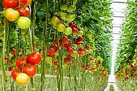 Penanaman tomato terus terang saya katakan bahawa susah. Tomato Terbalik Tumbuh Tumbuhan Terbalik Mengapa Kita Perlu Menanam Menegak Tomato Terbalik Bagaimana Untuk Menyediakan Bekas Untuk Akar Taman Sayuran