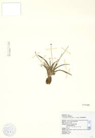 Image result for Eriocaulon truncatum