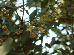 Image result for Euclea undulata