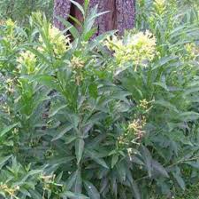 Image result for Cestrum