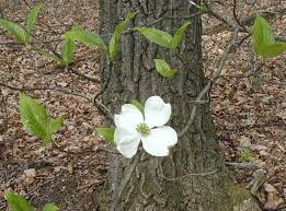 Check spelling or type a new query. Dogwood Trees Bloom After Serviceberries