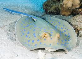 Последние твиты от stingray (@stingray). Stingrays Wild Animals News Facts By World Animal Foundation