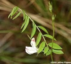 Image result for Tephrosia polystachya